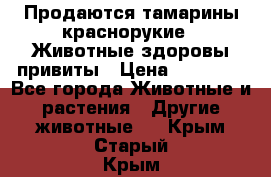 Продаются тамарины краснорукие . Животные здоровы привиты › Цена ­ 85 000 - Все города Животные и растения » Другие животные   . Крым,Старый Крым